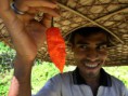 Índia cria granada a partir da pimenta mais forte do mundo