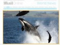 Turistas fotografam ataque feroz de orca a golfinho 